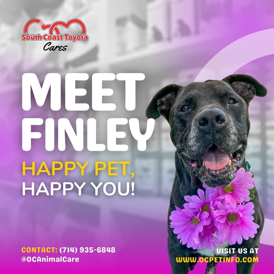 SouthCoastT's tweet image. Meet Finley, OC Animal Care&apos;s charming Golden Bachelor! This senior pup from Huntington Beach is full of love and energy. 🐾 Finley enjoys treats, walks, and spending time with shelter staff and volunteers.

#AdoptFinley #OCAnimalCare #PawrentSearch  #SouthCoastToyotaCares