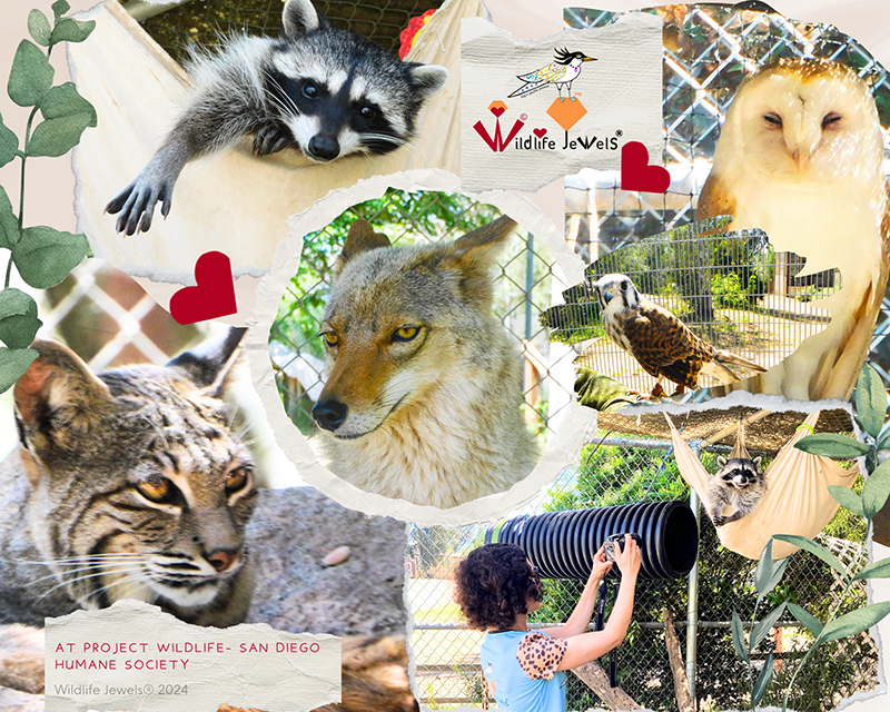 WildlifeJewels's tweet photo. We recently had the pleasure of visiting @sdhumane  Ramona Project Wildlife Campus and meeting their incredible wildlife ambassadors! We can’t wait to share their beauty through the arts and raise awareness for wildlife protection and conservation!💜

https://t.co/cVWurlezLD https://t.co/ZMT3Atmmj9