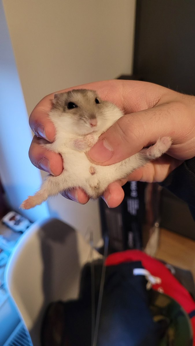 Fluffy The Hamster tweet media