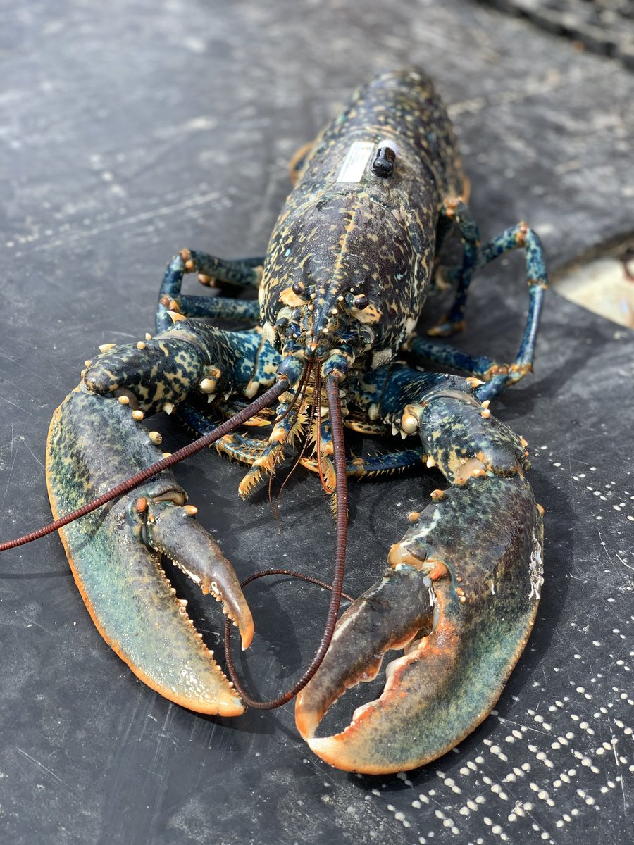 Dr Thomas Stamp tweet media