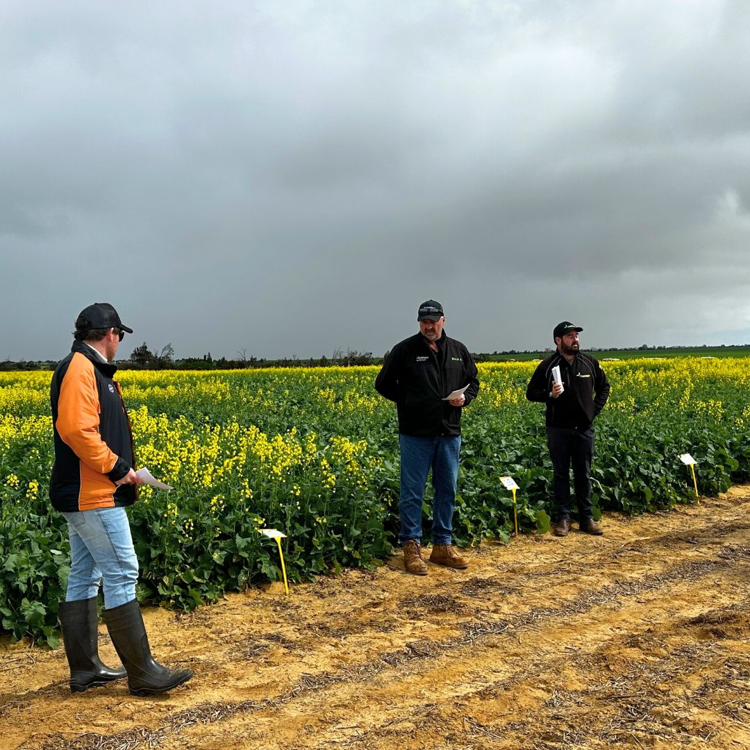 Nuseed Australia (@nuseedaustralia) on Twitter photo Michael Hickey, #Nuseed Regional Market Development Manager for WA, introduced growers to Nuseed Hunter TF & Nuseed Emu TF at NAG field days last week.
๐ Thanks to <a href="/NigelRoutledge/">Nigel Routledge</a> (Independent Rural) & Owen Manning (Nutrien) for coordinating the groups at the Yuna NVT site. Michael Hickey, #Nuseed Regional Market Development Manager for WA, introduced growers to Nuseed Hunter TF & Nuseed Emu TF at NAG field days last week.
๐ Thanks to <a href="/NigelRoutledge/">Nigel Routledge</a> (Independent Rural) & Owen Manning (Nutrien) for coordinating the groups at the Yuna NVT site.