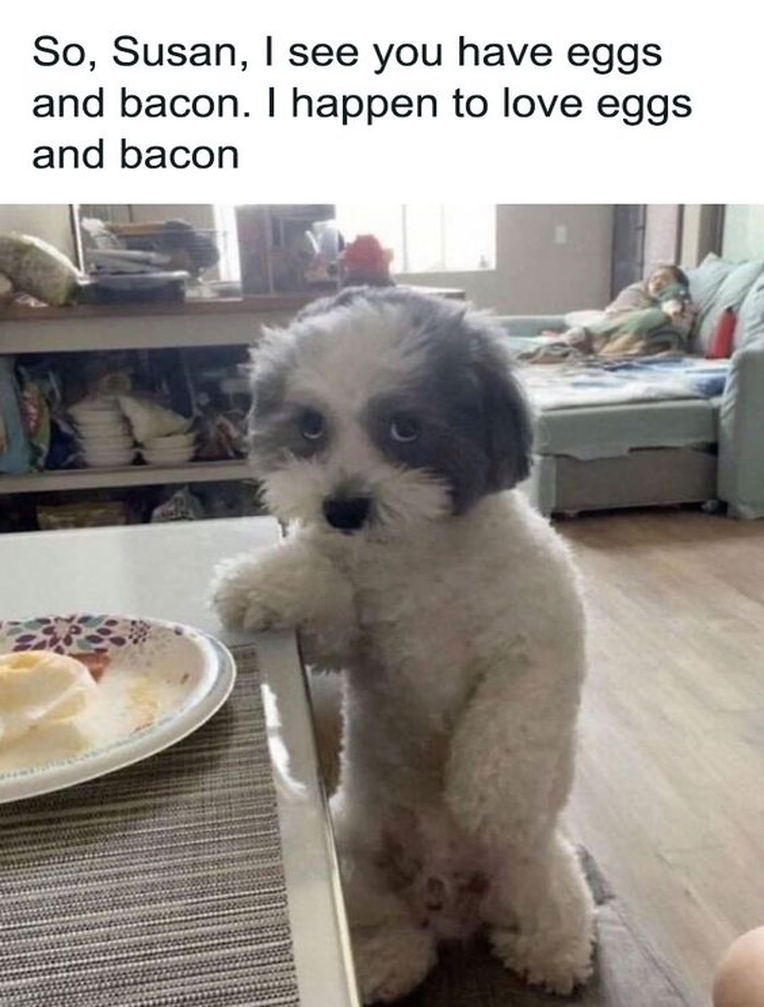 The Dalbo Dog tweet media