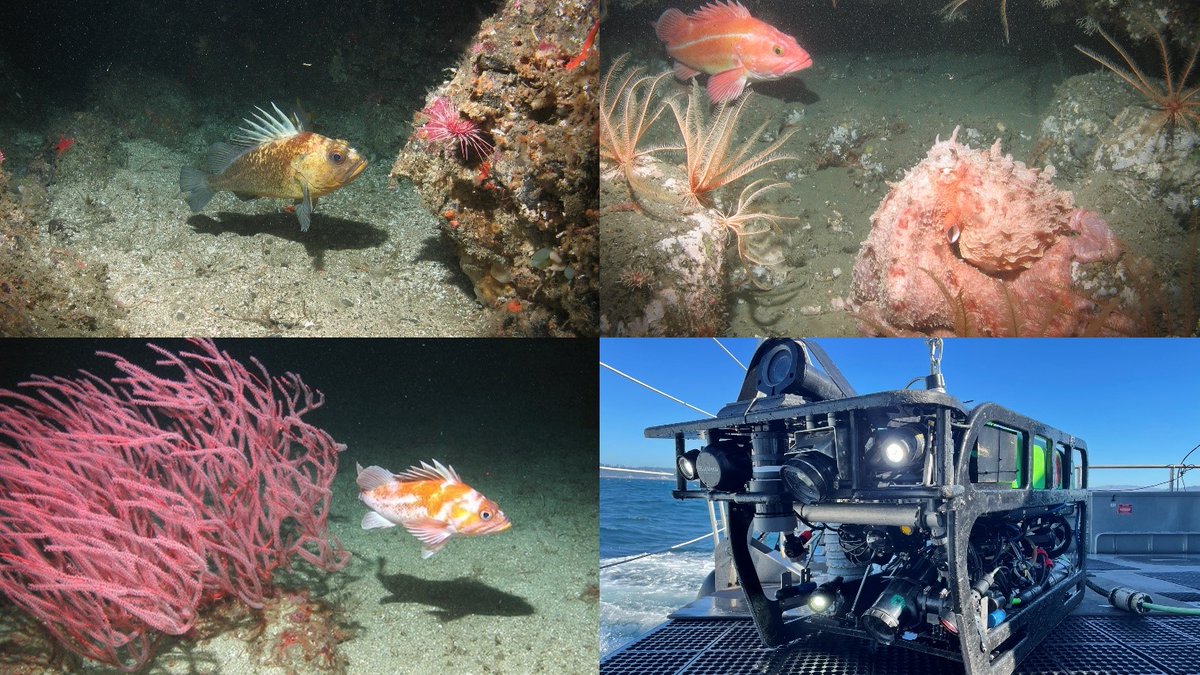 How much protection do Marine Protected Areas really provide? An IMAS-led study team explored survey data gathered using ROVs, across California’s MPA network. They found evidence of recovery &amp; positive MPA effects across 10 targeted fish species🐠
doi.org/10.1111/csp2.1…
