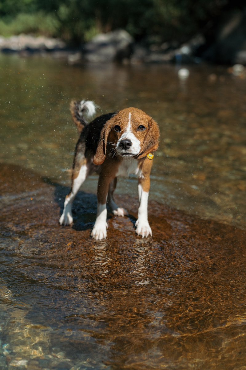 tunks_st's tweet photo. 愛犬と川遊び #夏エモ https://t.co/ZSQR1Hj0kX