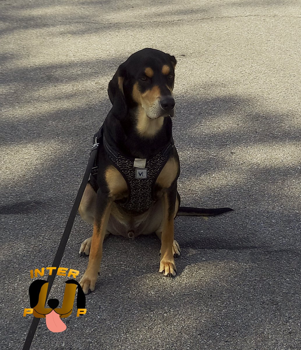 InterPup's tweet photo. When you're trying to decide if you want to go for a walk or just nap. | James Bean
#InterPup #JamesBean #Puppy #Pup #Dog #PuppyPictures #Beagle #Coonhound #BlackandTan #BlackandTanCoonhound #doggy #pet #mydog #doglover #pupper #bark #spoiled #dogstagram #dogsofinstagram https://t.co/WFKAXJU9VJ