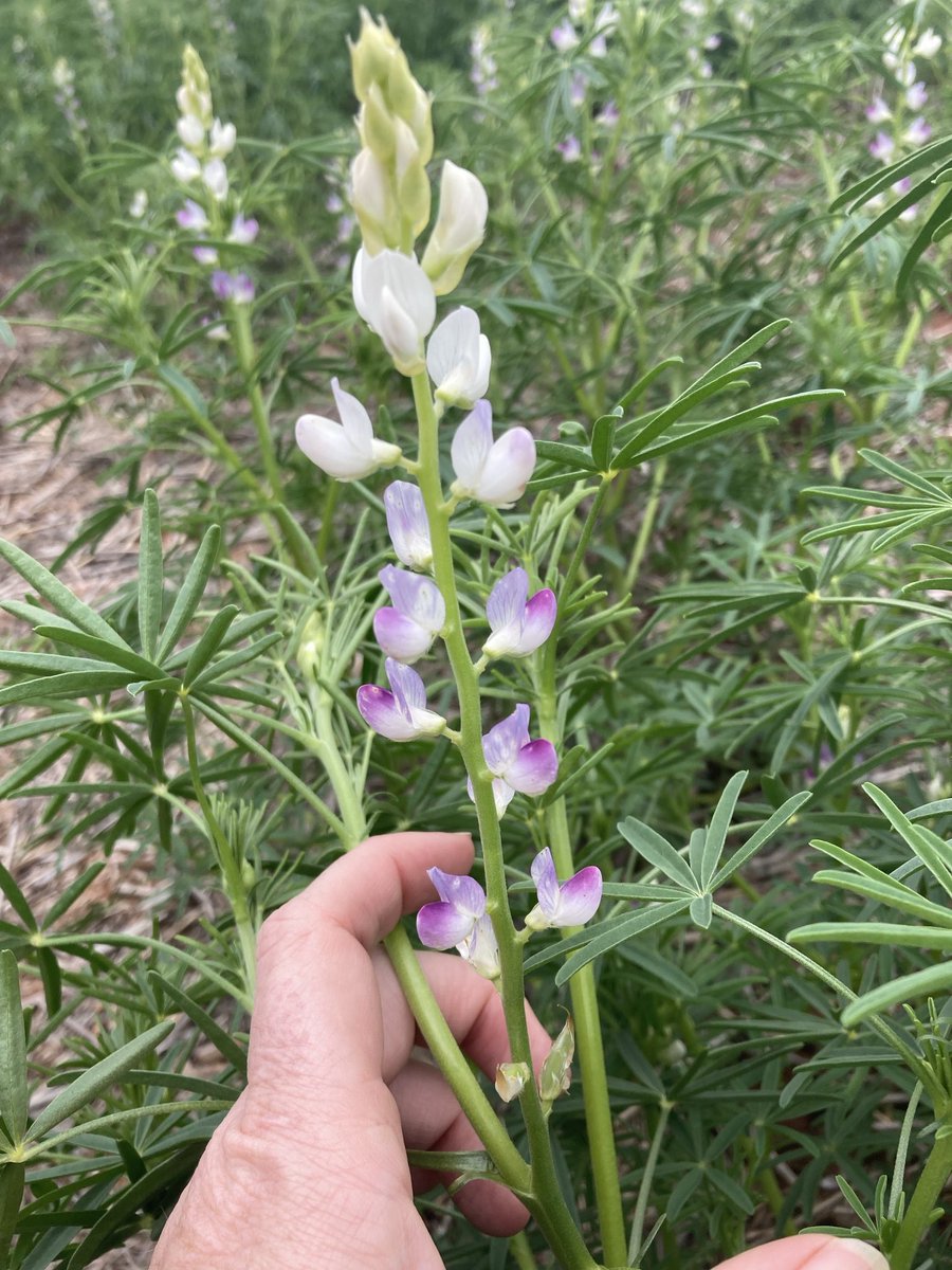 Impressive Lupin crop canopies in Geraldton port zone = Sclerotinia risk if paddock has history. Our research has found fungicide can give a significant yield response if there’s a wet spring. Apply at early pod emergence on main spike ⁦⁦<a href="/DPIRDbroadacre/">DPIRD Broadacre - WA Grains & Livestock</a>⁩⁦<a href="/GRDCWest/">GRDC West</a>⁩