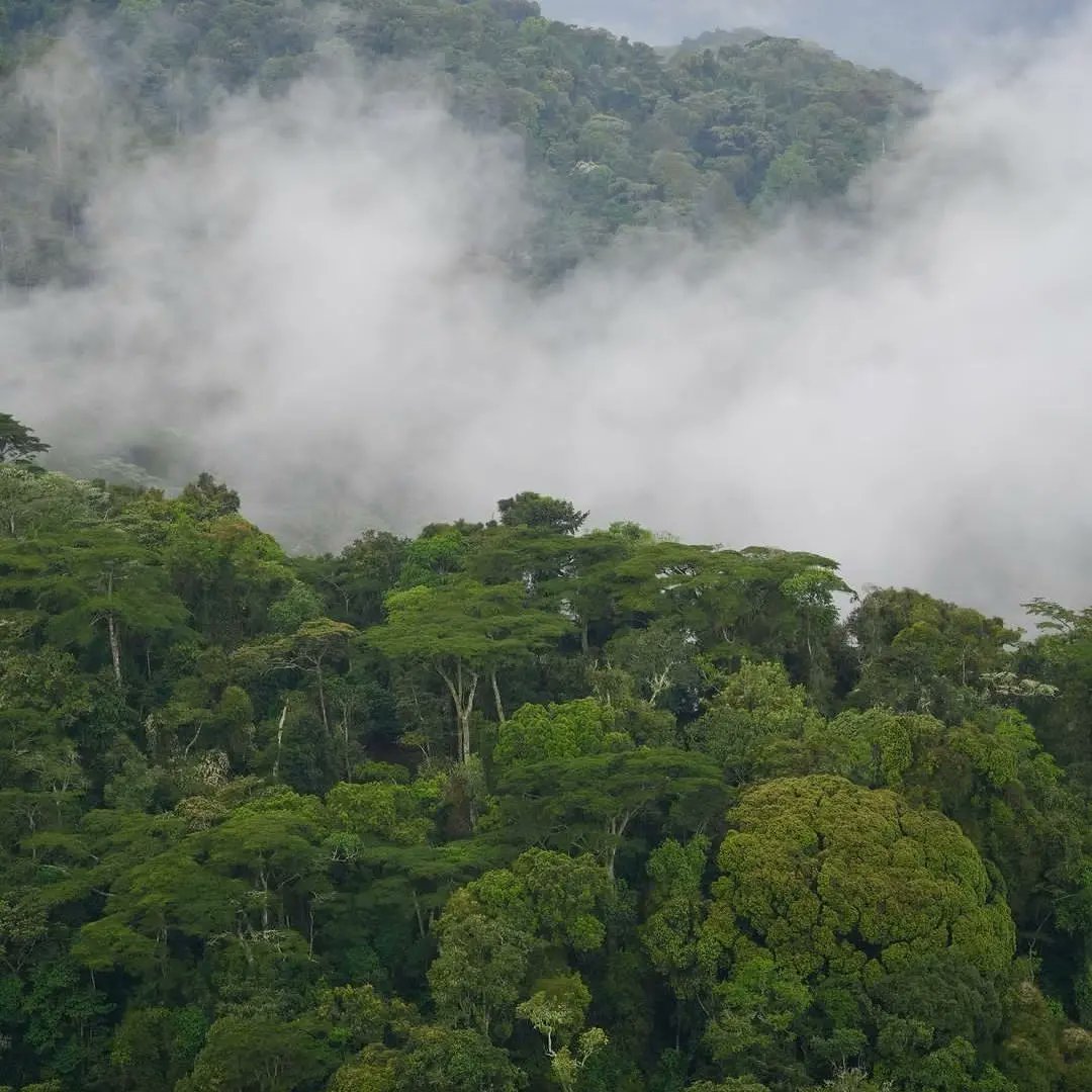 U_E_C_O's tweet image. Uganda is home to 506 Central Forest Reserves, which are managed by the National Forestry Authority (NFA). These reserves are a vital part of Uganda's protected areas, covering a total of 12,657.47 km2 or 6.3% of the country's land area.