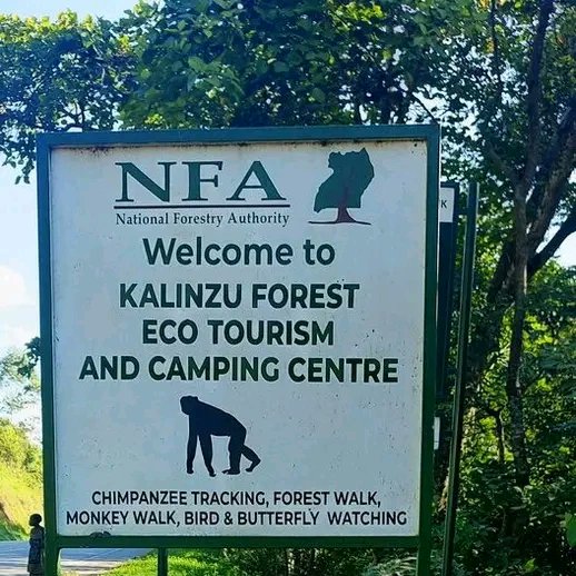 U_E_C_O's tweet image. Uganda is home to 506 Central Forest Reserves, which are managed by the National Forestry Authority (NFA). These reserves are a vital part of Uganda's protected areas, covering a total of 12,657.47 km2 or 6.3% of the country's land area.