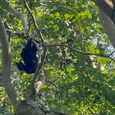 U_E_C_O's tweet image. Uganda is home to 506 Central Forest Reserves, which are managed by the National Forestry Authority (NFA). These reserves are a vital part of Uganda's protected areas, covering a total of 12,657.47 km2 or 6.3% of the country's land area.