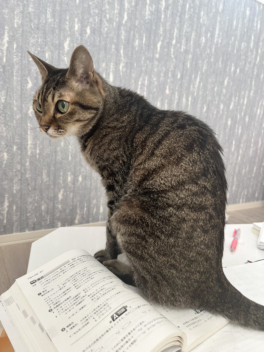猫様が邪魔で勉強出来ない(⸝⸝◜~◝⸝⸝)