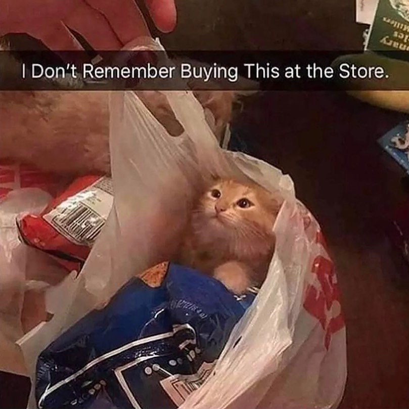 PunchingCat's tweet photo. https://t.co/H9YCtrMFMA