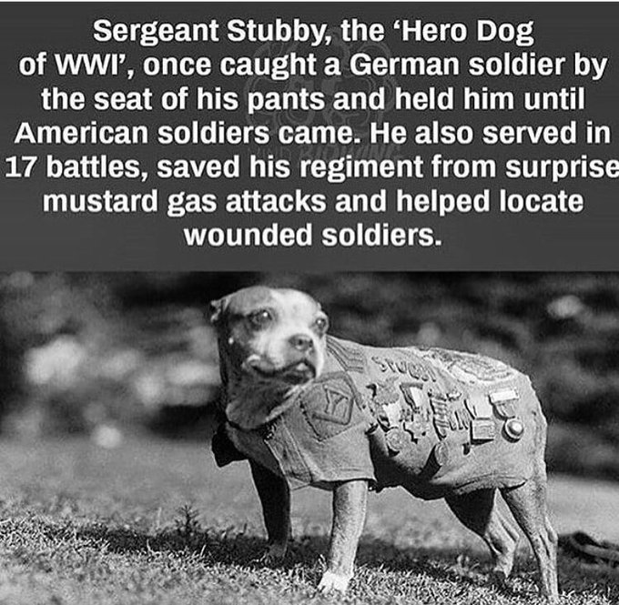Jamesd0010's tweet photo. Sergeant Stubby, an Unknown hero 🇺🇸 https://t.co/pmKwrYDs5k