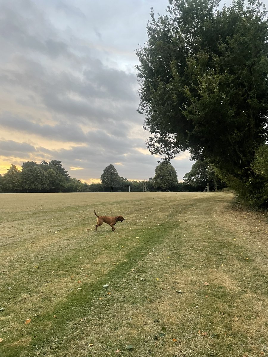 mprome1's tweet photo. GCSE results day, the dog enjoyed the early walk https://t.co/YrqcezhZiy