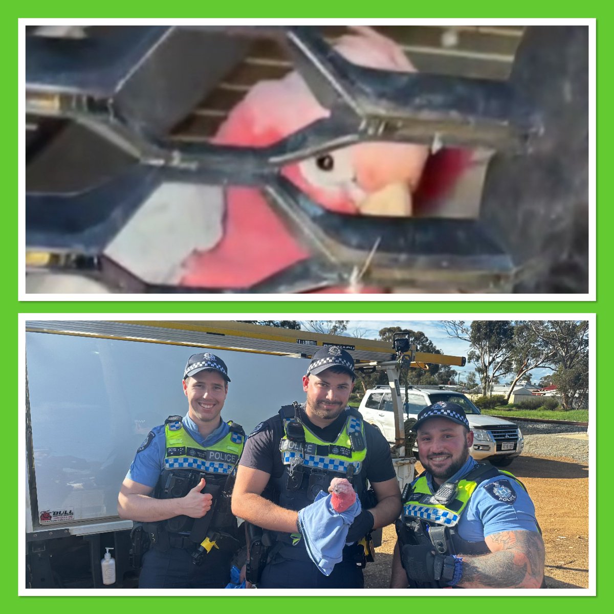 MooraPol's tweet photo. Moora Police to the rescue.  #fb #savingwildlife #happydriver #happybird #moorapol https://t.co/VRrnOBnbFA