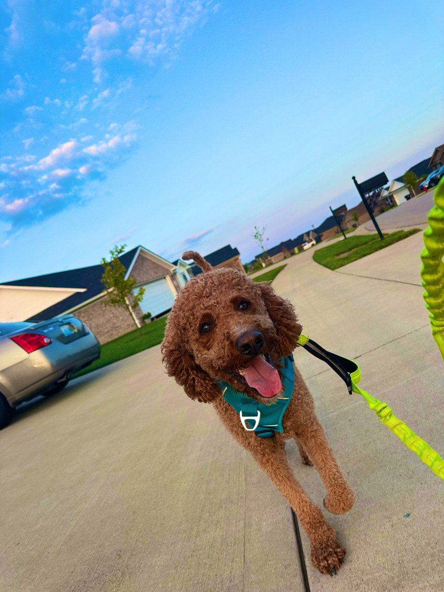 CandaceYoung37's tweet photo. My boys love running with mommy! @PAWSChicago #PawsUp #RunChicago @ChiMarathon #DogMom #DoodleMom #OakleyLynn #MaverickLynn https://t.co/3jqp37bQRN