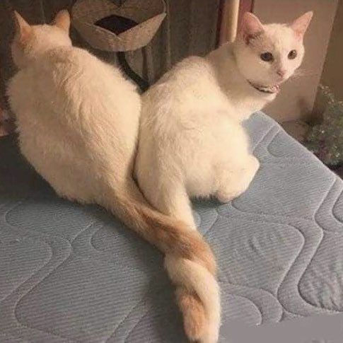 Punch Cat tweet media