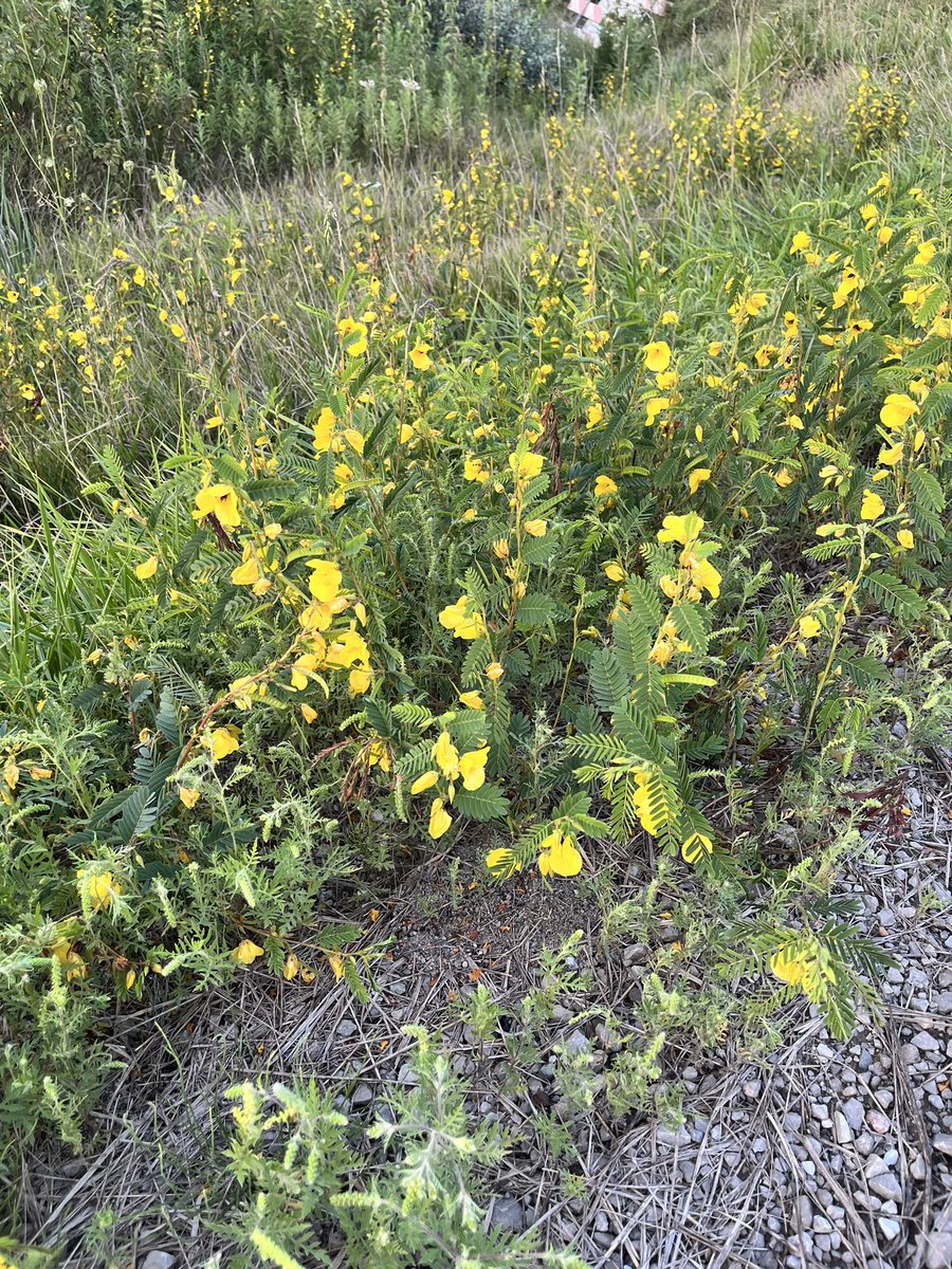 lizdimple7's tweet photo. Did I just do a 2 mile walk with my weight vest while listening to ateez and soaking up the quiet nature that surrounds me? Enjoy some nature and sunset sky vibes https://t.co/k6vWbIch6C