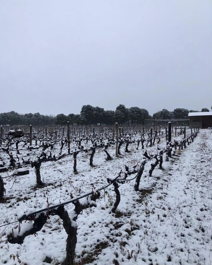 📸 #LaFotoDelDía NIEVE ENTRE VIDES
Así amaneció hoy el viñedo en bodega Lejanía ☃️.
Por <a href="/bodega/">BODEGA</a>.lejania 
📍Gobernador Duval, La Pampa.
.
lapampanoticias.com.ar