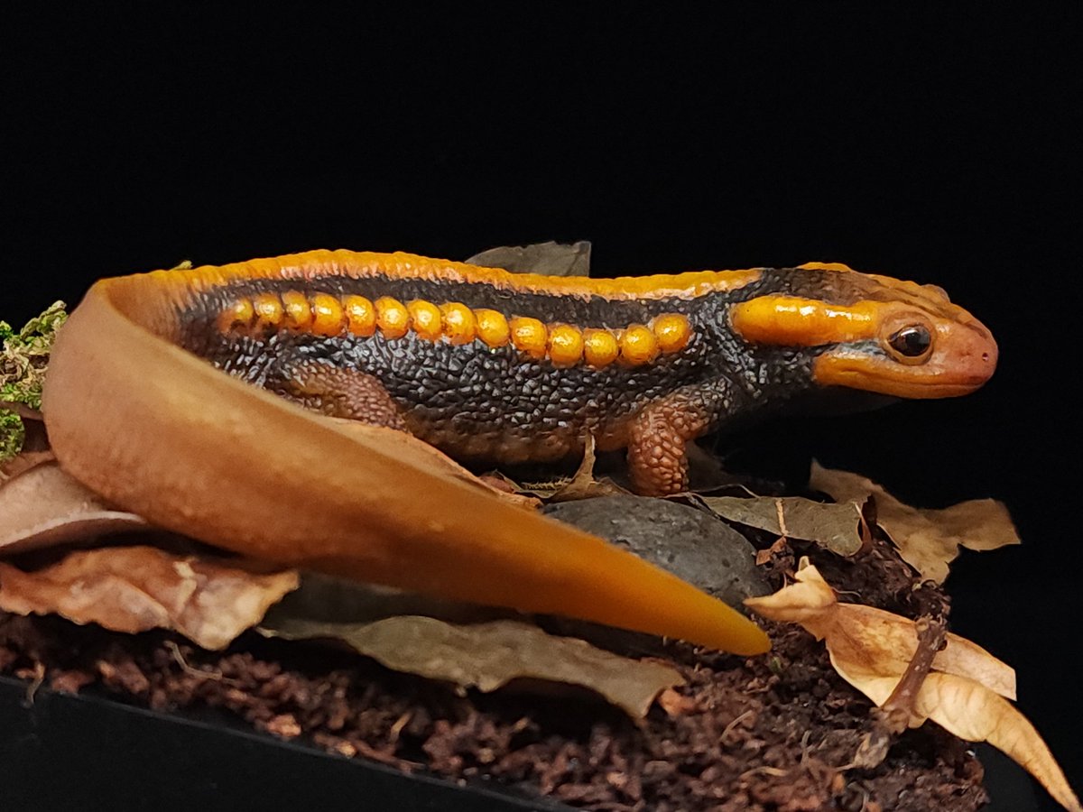 hellbendermodel's tweet image. Made a new sculpture, an Emperor Newt!