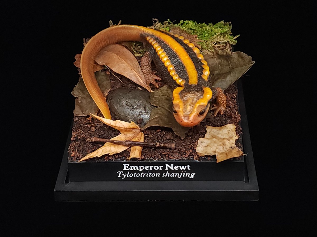 hellbendermodel's tweet image. Made a new sculpture, an Emperor Newt!