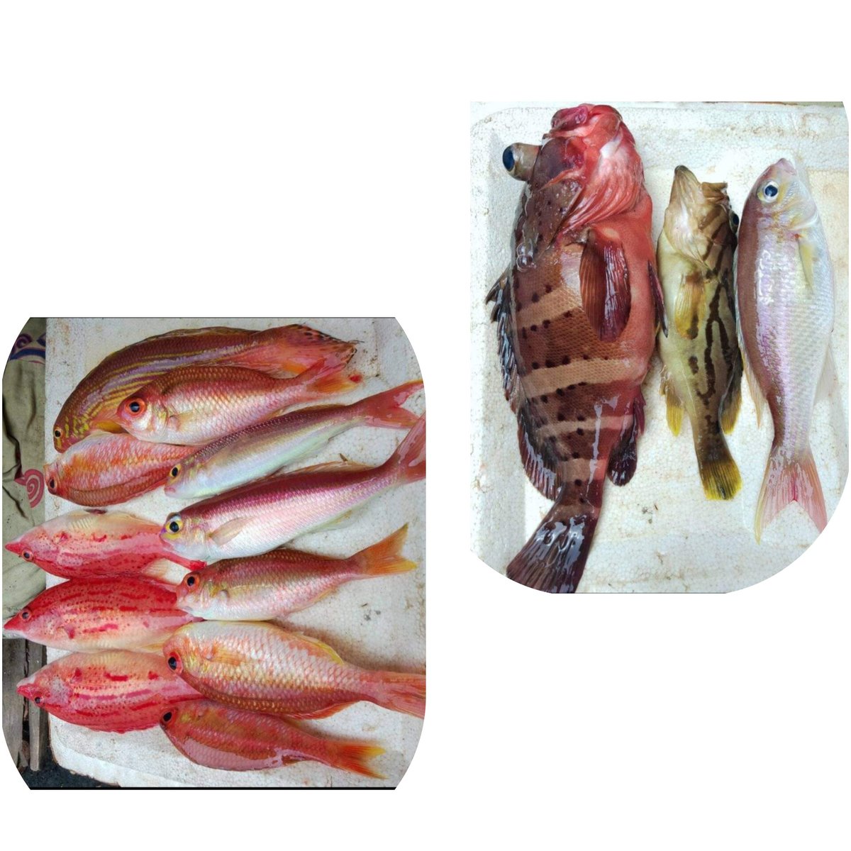 Sukmawa99843117's tweet photo. Kamis (22/8) Sukmawati Luhkan Kota Bitung di KUB Manembo-nembo Bersatu Kel. Manembo Melaporkan Produksi ikan Karang sebanyak 6 kg Rp. 240.000 Alat tangkap Pancing Ulur, Agustus 24
#GiatluhkanSatminkalBitung
#Pusluh
#BpppBitung
#Luhlapor
#KotaBitung
#KotaBitung https://t.co/ux7yXOJcSr