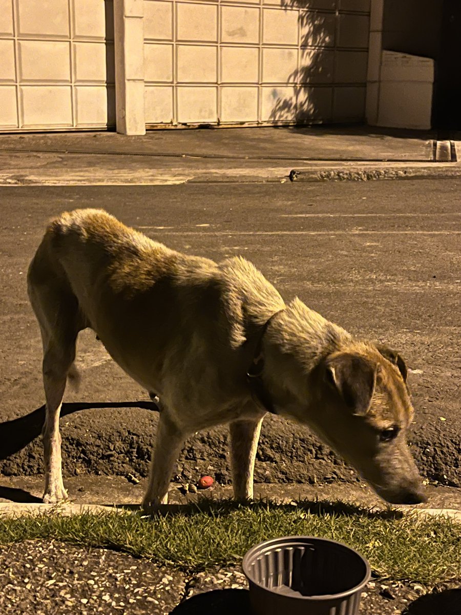 caprinauta's tweet photo. esta perrita está perdida. se encuentra en la urb. cimas del bim bam bum, en la av. del bombero. tiene collar, pero no tiene una medalla con datos. 

por favor RT para encontrar a su dueño

@RescateAnimalEC https://t.co/Oyu5U5vMDx