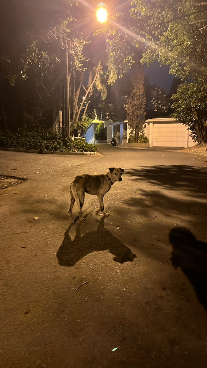 esta perrita está perdida. se encuentra en la urb. cimas del bim bam bum, en la av. del bombero. tiene collar, pero no tiene una medalla con datos. 

por favor RT para encontrar a su dueño

<a href="/RescateAnimalEC/">La Revolución Animal</a>