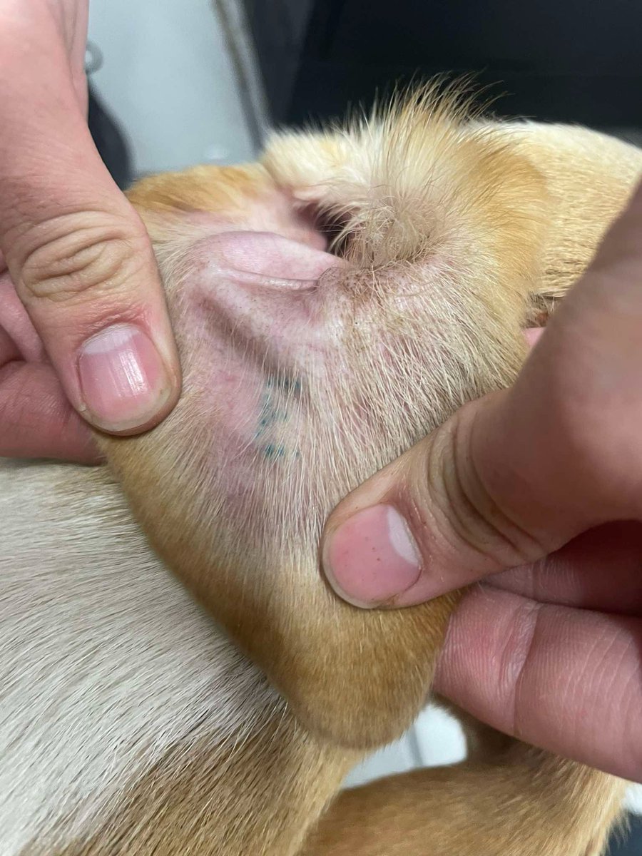 Todos Somos Azcapotzalco tweet media