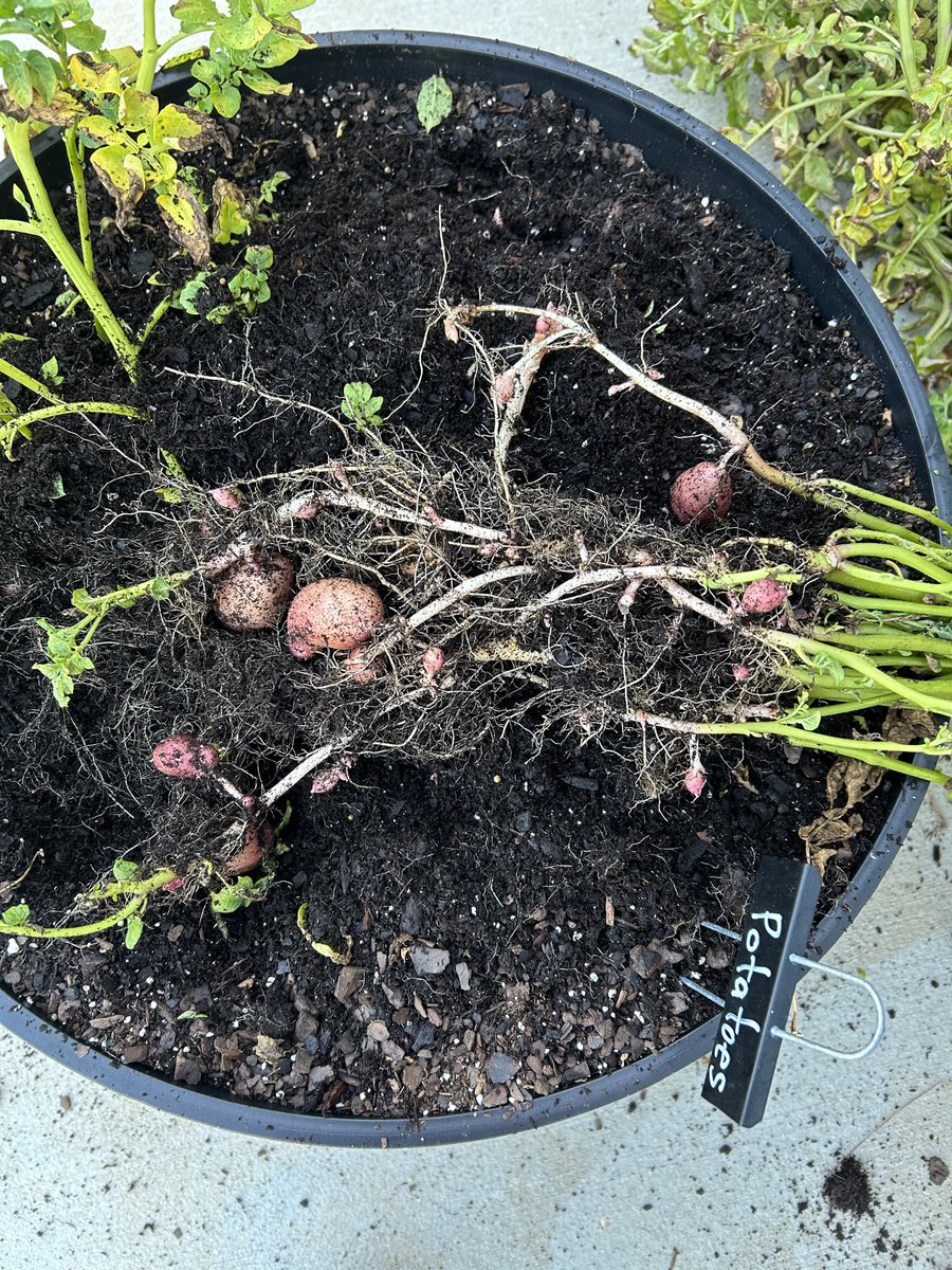 WFES ESOL tweet media