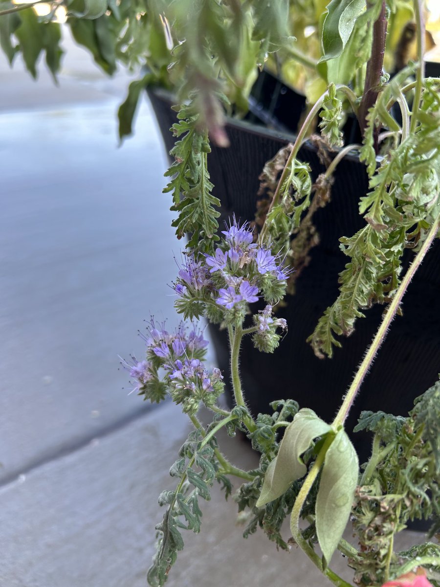 WFES ESOL tweet media