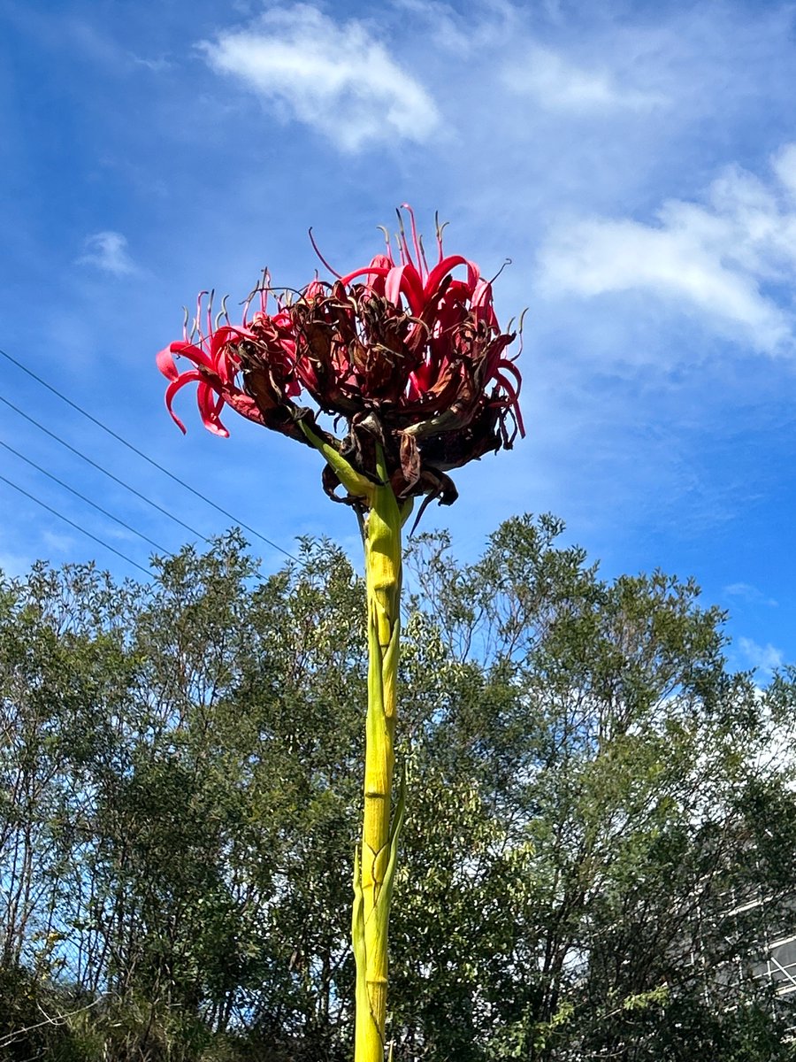 paterson_vm's tweet photo. things you see... 
📷

#naturephoto 
#NaturePhotography 
#FlowersOfTwitter 
#Flowers 
#FLOWER 
#flowerphotography 
#SydneySweeney  
#Sydney #NSW 
#Australia 
#Australian 
#nativeflower 

I hope to be able to find a better specimen 🌺 https://t.co/VPs6XUXszY
