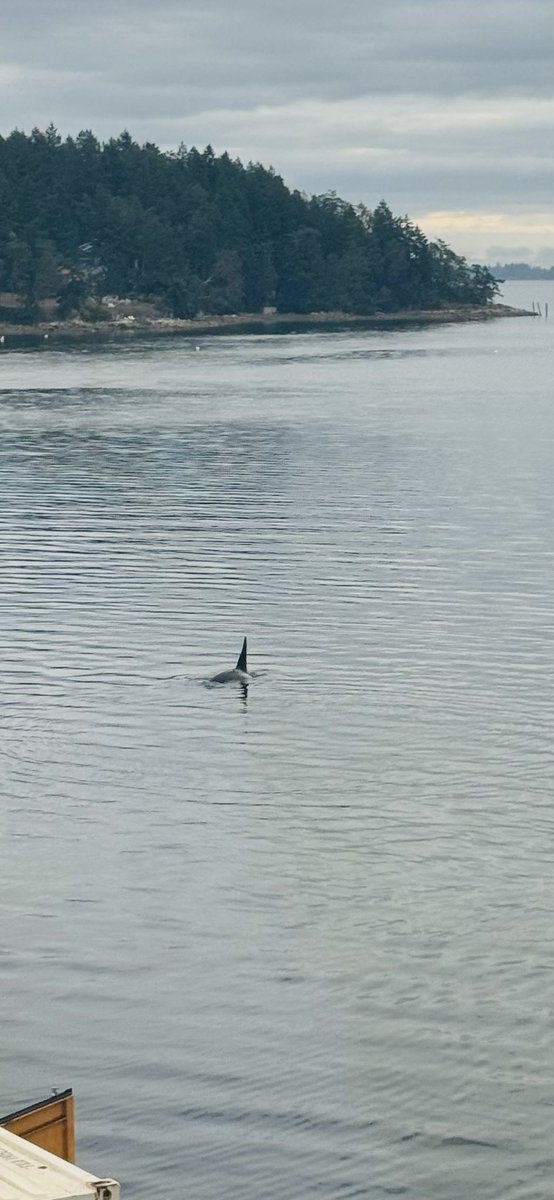 View from the office today. #orca #VancouverIsland #canada.