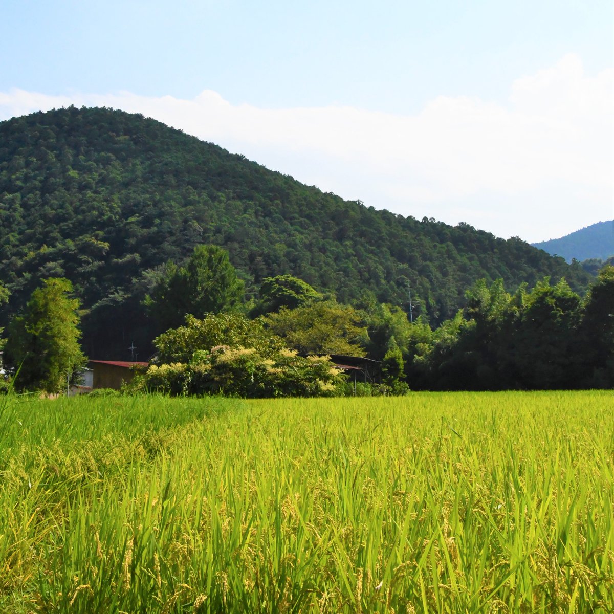 成瀬ページ 成瀬シリーズ