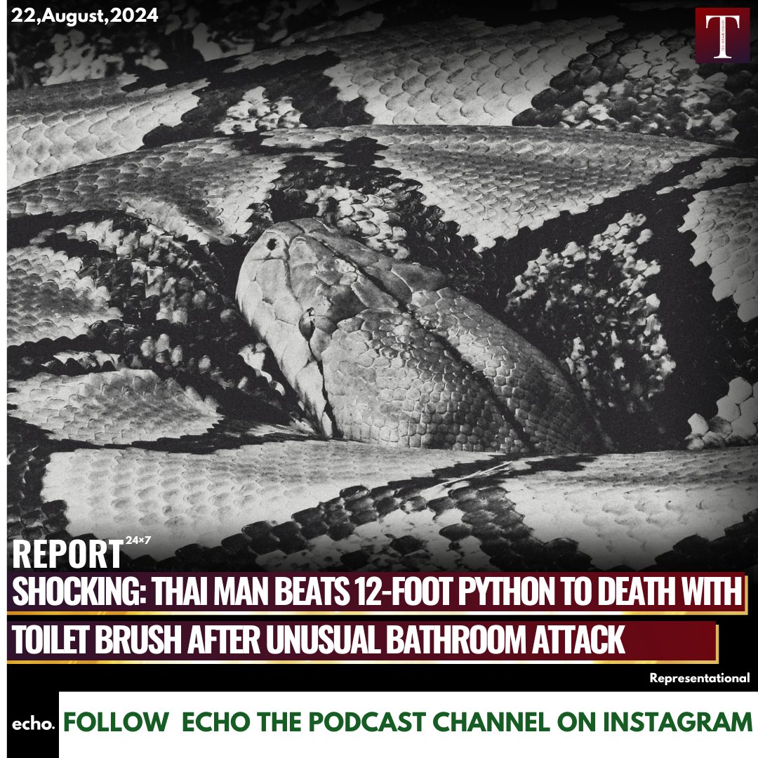 theassaminsight's tweet image. #NEWS Thai Man Beats 12-Foot Python to Death with Toilet Brush after Unusual Bathroom Attack
Read more on this topic
instagram.com/p/C-9KTEtPbSO/…
#PythonAttack #ToiletEncounter #UnusualBathroomDrama #news #theassaminsight #theassaminsightreport