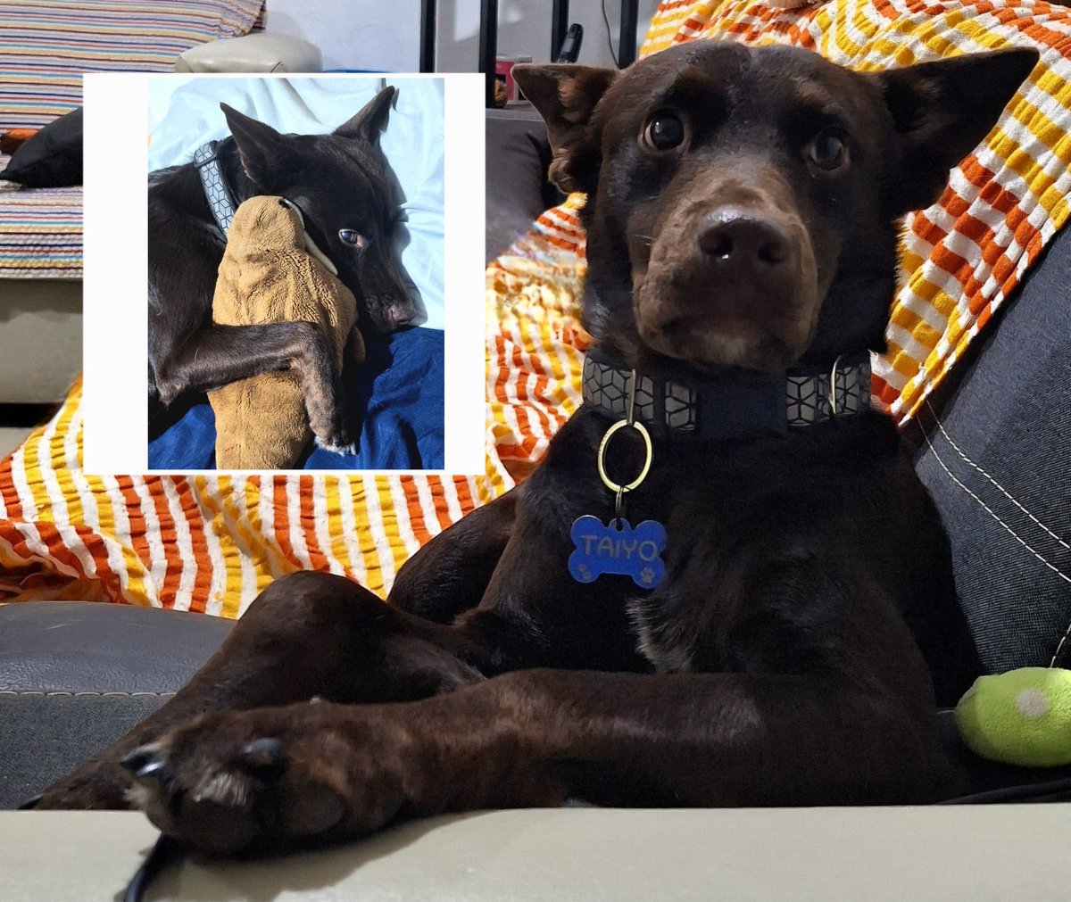 Hoy descubrimos que a este caballero le dan miedo los cuetes.