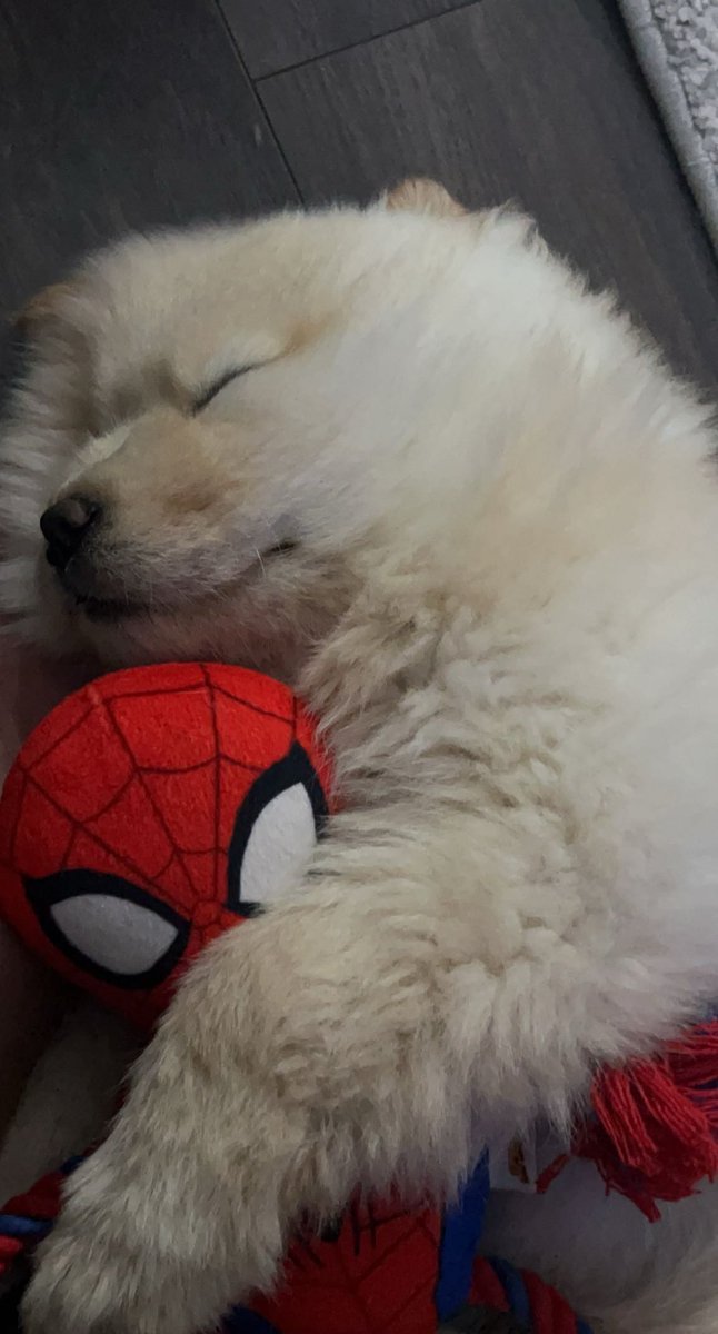 Missing you everyday my boy 💙 enjoy a picture of Spyro sleeping when I first got him