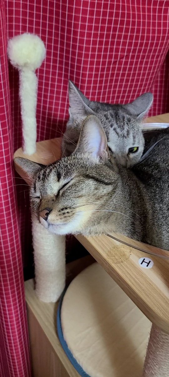 nyantariku's tweet photo. 重いよー
#ねこかわいいね 
 #ねこと暮らす 
 #ねこすきさんと繋がりたい 
 #双子 https://t.co/OTWtyirp3M