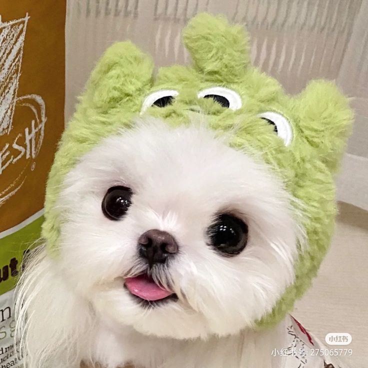 twaniimals's tweet photo. 💚 https://t.co/tp4cifvQ0r
