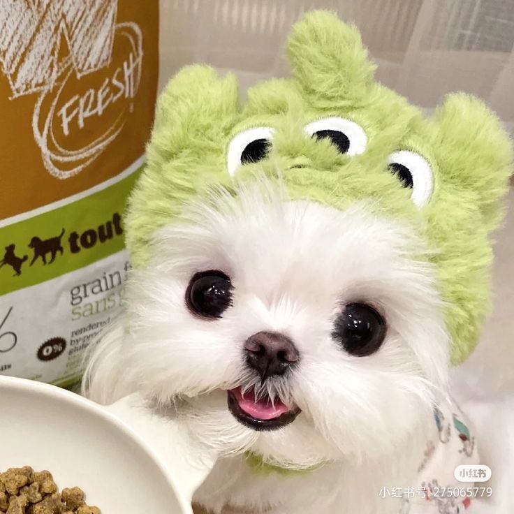 twaniimals's tweet photo. 💚 https://t.co/tp4cifvQ0r