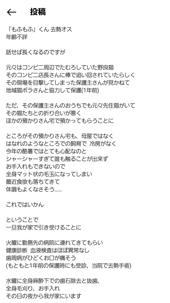 ねこのひと的な(chicory) tweet media