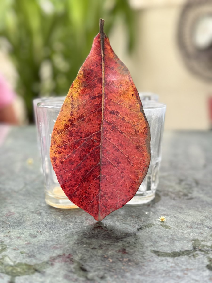 amarbarwe's tweet photo. The Autumn Season in India is about to begin. The Red Leaf of an Indian Almond Tree against the backdrop of empty tea/coffee glasses proves it. #Autumn #AutumnVibes #AlmondLeaf #EmptyGlasses #NatureElegance #RusticCharm #LeafAndGlasses #HotelRoopali https://t.co/2LZOVxP4Id