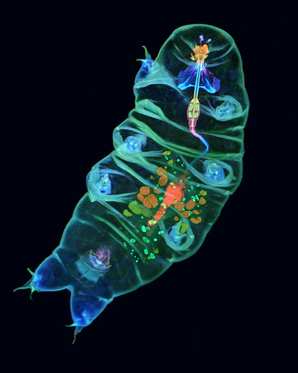 's tweet image. This is a tardigrade, one of the toughest creatures in nature. 💪

@CSIROPublishing is releasing a new children's book that showcases these astounding little creatures and their incredible survival superpowers.

Pre-order your copy: publish.csiro.au/book/8071/

📷 | @NASA

#BookWeek