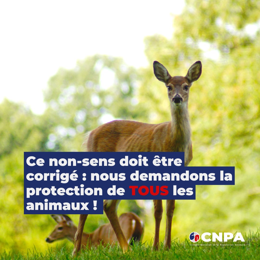 Saviez-vous qu'en France, les animaux sauvages libres ne sont pas protégés ? 

Ce non-sens doit être corrigé : nous demandons la protection de TOUS les animaux ! 

#animauxsauvages #protectionanimale #protegeonslesanimaux