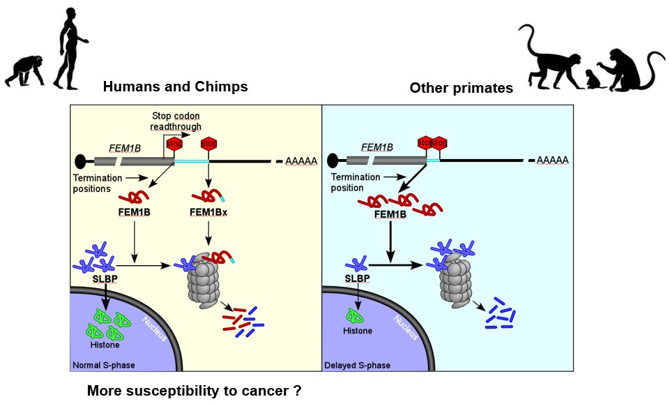 Our study has identified a relatively recently evolved oncogenic translational event that may partly explain why humans are more susceptible to cancer among primates. bit.ly/MdNA
<a href="/EswarappaLab/">Eswarappa Lab IISc</a> <a href="/J_Cell_Sci/">J Cell Science</a>
<a href="/iiscbangalore/">IISc Bangalore</a> <a href="/BICS_IISc/">The Biochemical Society</a> <a href="/SandeepME_IISc/">Sandeep M Eswarappa</a>