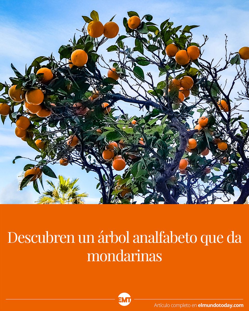 Descubren un árbol analfabeto que da mondarinas: elmundotoday.com/2020/05/descub…