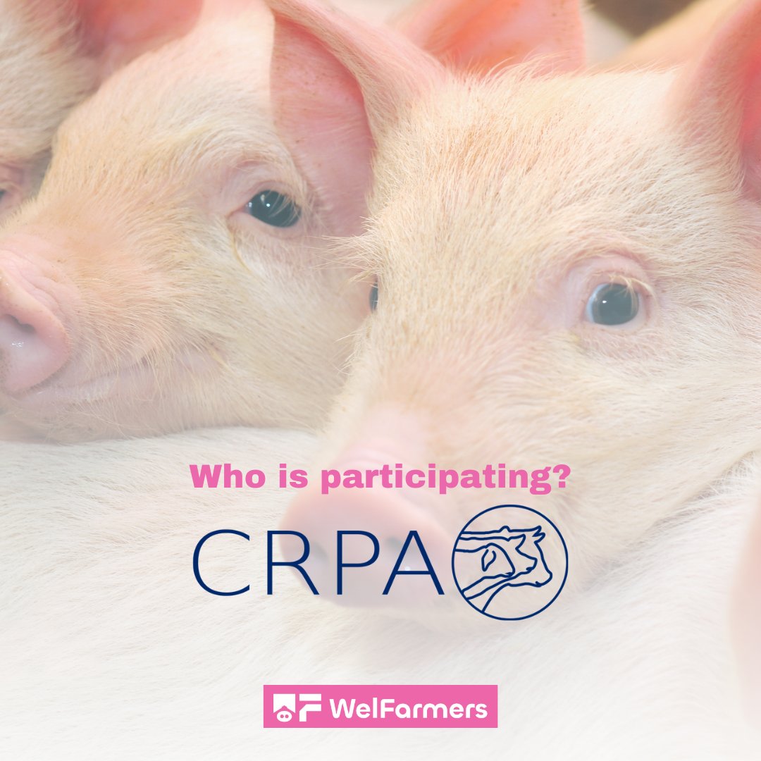 CRPA is a centre for applied research in the livestock sector, promoting its technical, economic and social progress. Thanks for joining the WelFarmers Project!
#welfarmers #porcine #EuropeanUnion #pigwelfare #farm #crpa