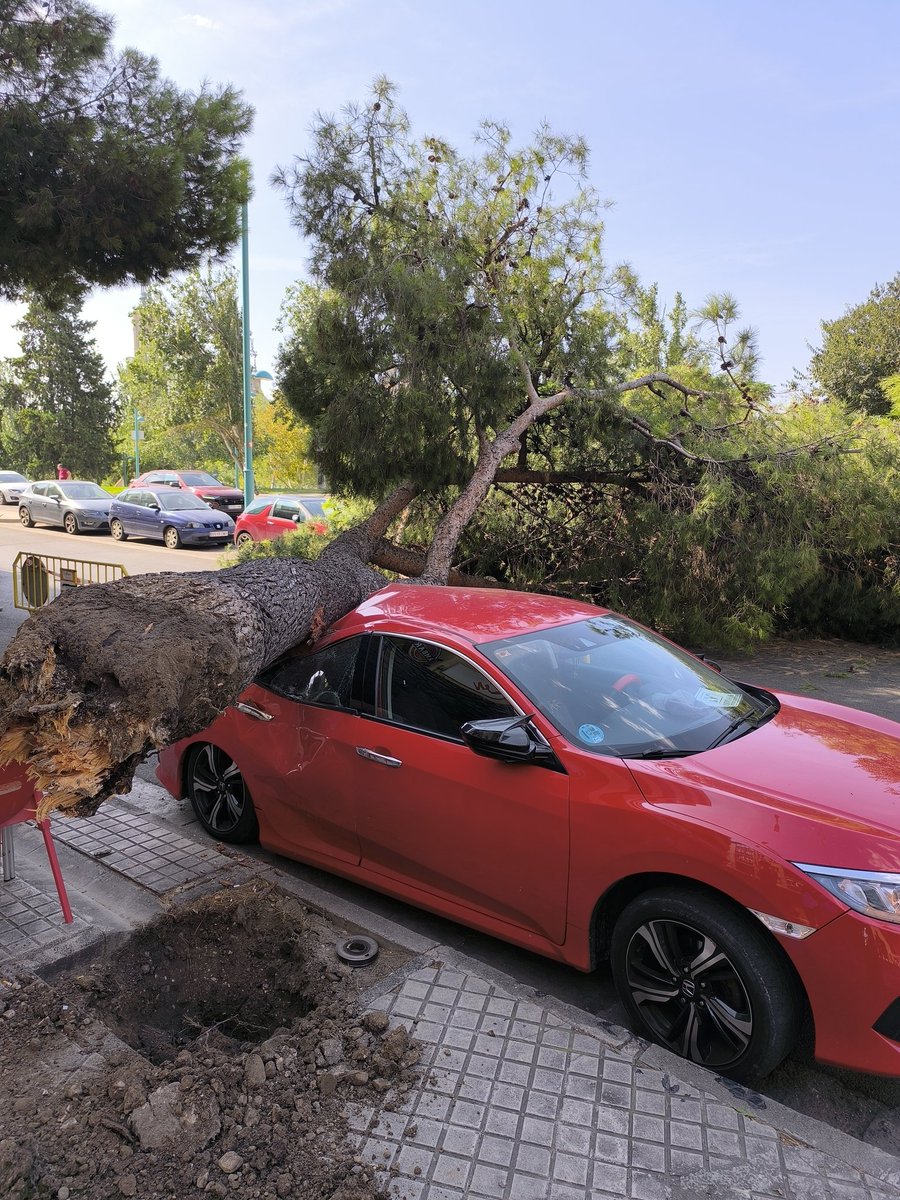martinez_calvom's tweet photo. Vas paseando tranquilamente por la Ribera y se cae un árbol #zaragoza @heraldoes @enjoyzaragoza https://t.co/sbd8SoLw4C