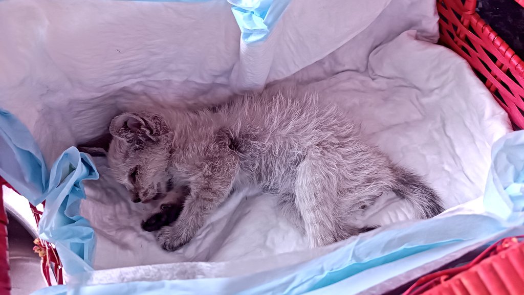 DragonaBelle's tweet image. ⚠️Me han tirado un gatito paralítico por la valla del jardín.
Por favor RT y si podeis ayudar os lo agradezco mil⚠️
El día 10 viernes me tiraron un gatito paralítico por la valla de casa, 2 metros de alto. El gatito estaba al borde de la muerte. Actualmente estable
(Hilo rehecho)