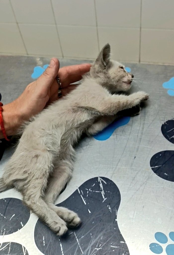 DragonaBelle's tweet image. ⚠️Me han tirado un gatito paralítico por la valla del jardín.
Por favor RT y si podeis ayudar os lo agradezco mil⚠️
El día 10 viernes me tiraron un gatito paralítico por la valla de casa, 2 metros de alto. El gatito estaba al borde de la muerte. Actualmente estable
(Hilo rehecho)