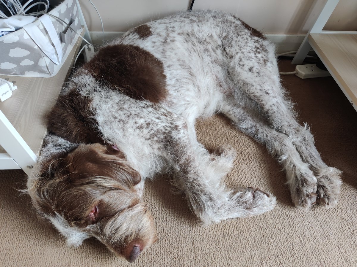 Meet Ellie. She may be a great big lumbering Italian Spinone, but she doesn't know her size. Her favourite place is curled up under my desk while I'm working. I love the fact that she chooses to keeps me company while I'm typing away, and she's a great foot-warmer!